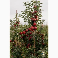 Продам яблука вищого гатунку, калібр від 7-7.5