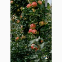 Продам яблука вищого гатунку, калібр від 7-7.5