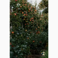 Продам яблука вищого гатунку, калібр від 7-7.5
