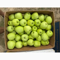 Продам яблука вищого гатунку, калібр від 7-7.5