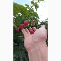 Продам малину