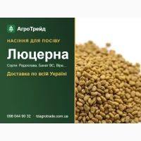 Продам насіння люцерни - Радослава, Банат ВС, Віра