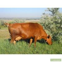 Корова. Тёлка . Нетель . Бычки