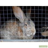 Продам кролів бельгійського велетня