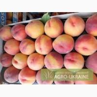 Продам персик