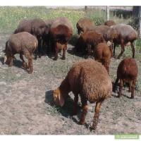 Продажа курдючных барашек