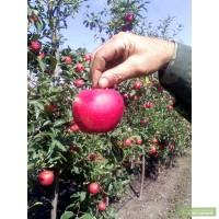 Продам яблоки