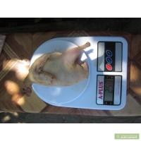 Продам мясо перепела, яйца перепела