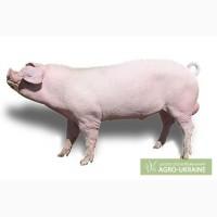 Продам свиней 40-50 кг. живым весом.