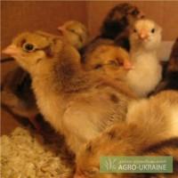 Продам цыплят Ломан браун