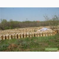 Срочно продам пчелопакеты карпатской породы, пчелопакеты киев