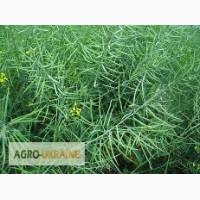 Предлагаем семена озимого рапса Клеопатра