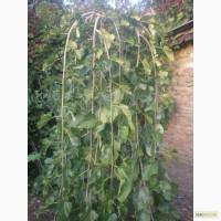 Продам Плакучие шелковицы, вяз, Ива козья Salix caprea, Штамбовые розы