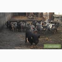 Продам поросят Въетнамской вислобрюхой породы