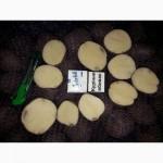 Продам товарный и семенной картофель, Романо