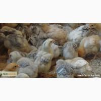 Продам циплят, курчат