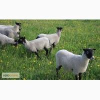 Продам вівці романівської породи