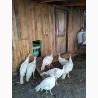 Індюшатина, м#039;ясо індика