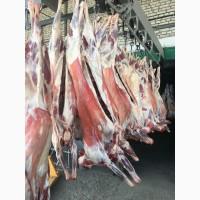 Halal Meat Lamb Mutton for export
