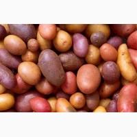 Куплю картоплю квасолю