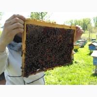 Продам пчелопакеты, бжолопакеты