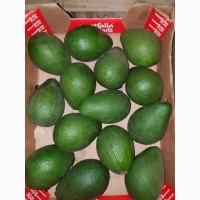 Продам Авокадо (Калибр 14, 16)