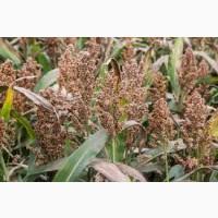 Сорго сахарное Мохавк