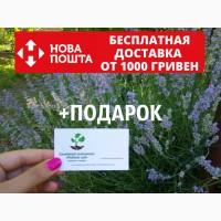 Лаванда настоящая семена (20 шт) леванда, лавенда, цветная трава насіння + инструкция