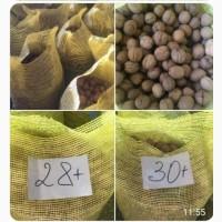 Горіх кругляк