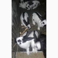 Продам кролі німецький строкач