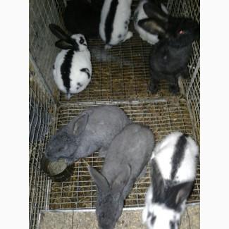 Продам кролі німецький строкач