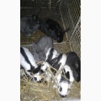 Продам кролі німецький строкач