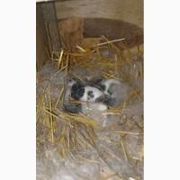 Продам кролі німецький строкач