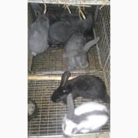 Продам кролі німецький строкач