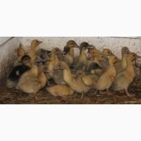 Продам утку голубой фаворит, белая бройлерна