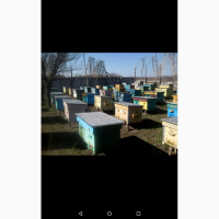 Продам пчелопакеты