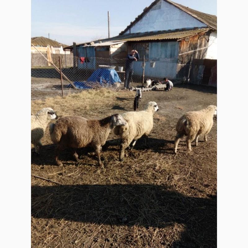 Продам овец на экспорт. От производителя с 100 голов