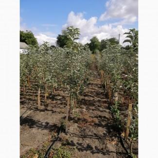Продам яблуні на м9 підщепі