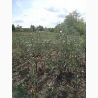 Продам яблуні на м9 підщепі
