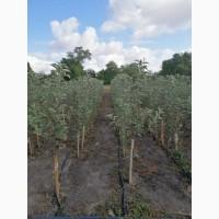 Продам яблуні на м9 підщепі