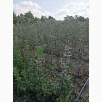 Продам яблуні на м9 підщепі