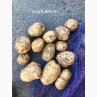 Якісна картопля
