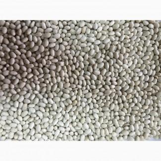 Семена фасоли Мавка, Докучаевская