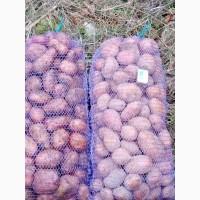Продам домашню картоплю, сорт славянка мг