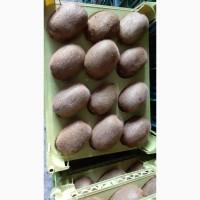 Продам киви из Ирана