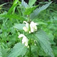 Сок яснотки белой, 210 мл