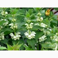 Сок яснотки белой, 210 мл