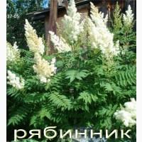 Рябинник рябинолистный - оригинальный декоративный кустарник