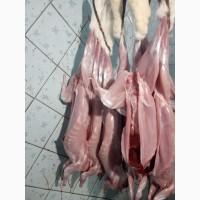 Продам мясо тушки кролика