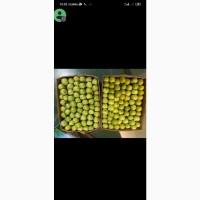 Продам яблоко Семеринка | Selling apples Semerika
